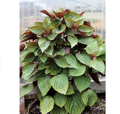 Vegetable Seeds 1200 Count Leisure Cilantro Seeds | Slow Bolting Mexican Coriander Culantro Plant