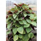 Vegetable Seeds 1200 Count Leisure Cilantro Seeds | Slow Bolting Mexican Coriander Culantro Plant