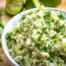 Vegetable Seeds 300 Count Leisure Cilantro Seeds | Slow Bolting Mexican Coriander Culantro Plant