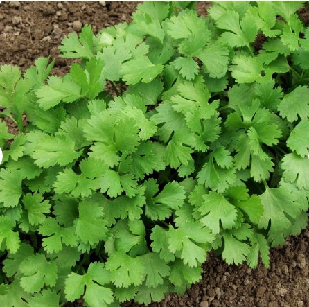 Vegetable Seeds 200 Count Leisure Cilantro Seeds | Slow Bolting Mexican Coriander Culantro Plant