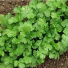 Vegetable Seeds 200 Count Leisure Cilantro Seeds | Slow Bolting Mexican Coriander Culantro Plant