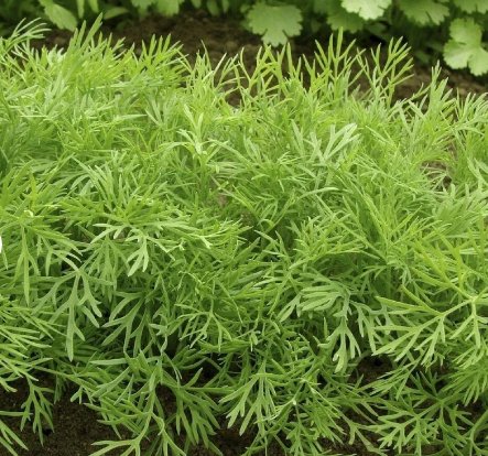 Vegetable Seeds 600 Count Mammoth Long Island Dill Seeds Cucumber Pickling Plant Basil