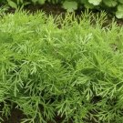 Vegetable Seeds 600 Count Mammoth Long Island Dill Seeds Cucumber Pickling Plant Basil