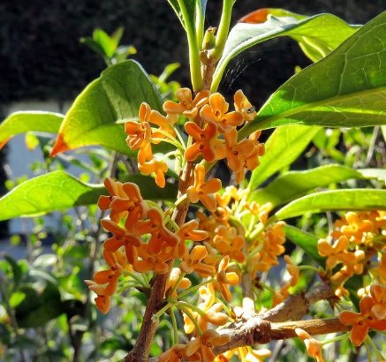 10 Seeds Osmanthus fragrans Seeds Sweet Tea Olive Fragrant Olea Osmanthus