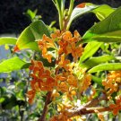 10 Seeds Osmanthus fragrans Seeds Sweet Tea Olive Fragrant Olea Osmanthus