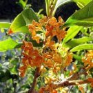 15 Seeds Osmanthus fragrans Seeds Sweet Tea Olive Fragrant Olea Osmanthus
