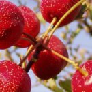 10 Seeds Hawthorn Tree Seeds Crataegus pinnatifida Chinese Hawthorn Fruit Tree