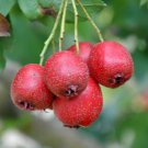 20 Seeds Hawthorn Tree Seeds Crataegus pinnatifida Chinese Hawthorn Fruit Tree