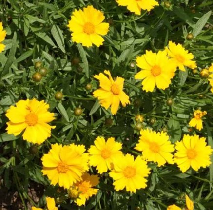 100 Seeds Lanceleaf Tickseed Flower Seeds Coreopsis lanceolata Herb Drought Tolerant Flower