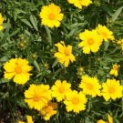 100 Seeds Lanceleaf Tickseed Flower Seeds Coreopsis lanceolata Herb Drought Tolerant Flower