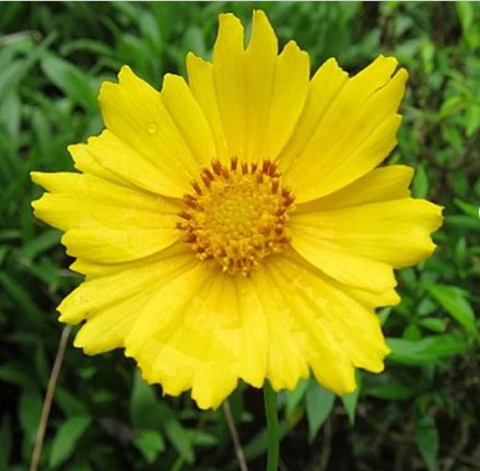 200 Seeds Lanceleaf Tickseed Flower Seeds Coreopsis lanceolata Herb Drought Tolerant Flower