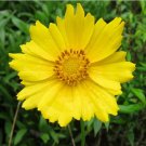 200 Seeds Lanceleaf Tickseed Flower Seeds Coreopsis lanceolata Herb Drought Tolerant Flower