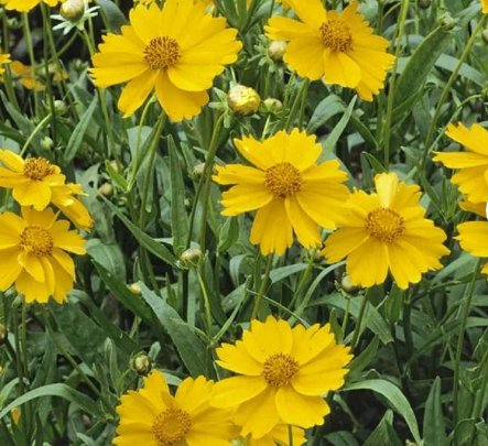 300 Seeds Lanceleaf Tickseed Flower Seeds Coreopsis lanceolata Herb Drought Tolerant Flower