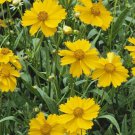 300 Seeds Lanceleaf Tickseed Flower Seeds Coreopsis lanceolata Herb Drought Tolerant Flower