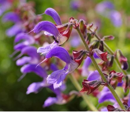 Salvia miltiorrhiza Dan Shen Herb Seeds Flower 100 Seeds Red Sage Seeds