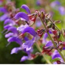 Salvia miltiorrhiza Dan Shen Herb Seeds Flower 100 Seeds Red Sage Seeds