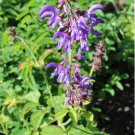 Seeds Flower 200 Seeds Salvia miltiorrhiza Dan Shen Herb Red Sage Seeds