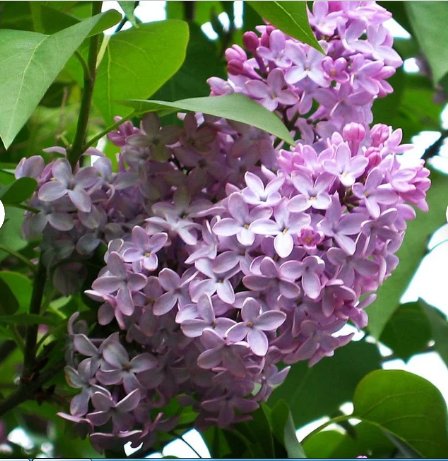Seeds Flower 25 Seeds Early Broadleaf Lilac Seeds Syringa oblata Korean Lilac