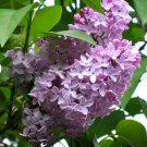 Seeds Flower 25 Seeds Early Broadleaf Lilac Seeds Syringa oblata Korean Lilac