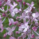 Seeds Flower 100 Seeds Early Broadleaf Lilac Seeds Syringa oblata Korean Lilac