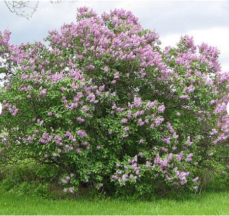 Seeds Flower 200 Seeds Early Broadleaf Lilac Seeds Syringa oblata Korean Lilac
