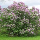 Seeds Flower 200 Seeds Early Broadleaf Lilac Seeds Syringa oblata Korean Lilac