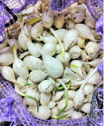 Seeds Vegetable 1/2 LB Snowball White Onion Sets (Starter Bulbs)