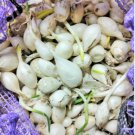 Seeds Vegetable 1/2 LB Snowball White Onion Sets (Starter Bulbs)