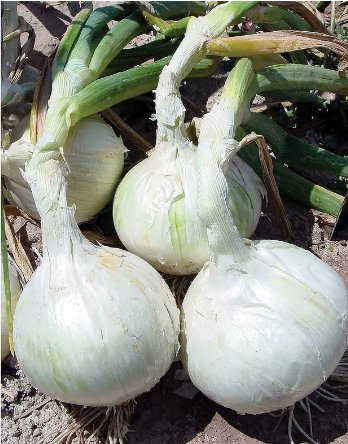 Seeds Vegetable 8 LB Snowball White Onion Sets (Starter Bulbs)