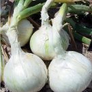 Seeds Vegetable 8 LB Snowball White Onion Sets (Starter Bulbs)
