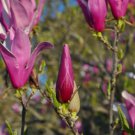 50 Seeds Flower Purple Lily Magnolia Seeds Magnolia lilliflora 'Nigra' Mulan Woody Orchid