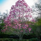Magnolia Seeds Magnolia lilliflora 'Nigra' Mulan Woody Orchid 100 Seeds Flower Purple Lily