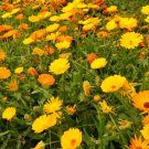 100 Seeds Flower Calendula Seeds Marigold Mary's Gold For Home Or Garden