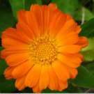 200 Seeds Flower Calendula Seeds Marigold Mary's Gold For Home Or Garden