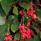 15 Seeds Schisandra Seeds Schisandra chinensis Magnolia Berry Vine Five-Flavor Fruit