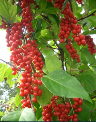 30 Seeds Schisandra Seeds Schisandra chinensis Magnolia Berry Vine Five-Flavor Fruit