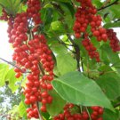 30 Seeds Schisandra Seeds Schisandra chinensis Magnolia Berry Vine Five-Flavor Fruit