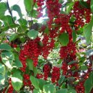 45 Seeds Schisandra Seeds Schisandra chinensis Magnolia Berry Vine Five-Flavor Fruit