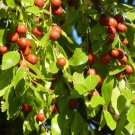10 Fruit Seeds Plant Jujube Seeds Ziziphus jujuba Red