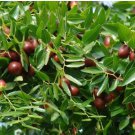 15 Fruit Seeds Plant Jujube Seeds Ziziphus jujuba Red For Garden