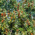 25 Fruit Seeds Plant Jujube Seeds Ziziphus jujuba Red Delicious For Garden