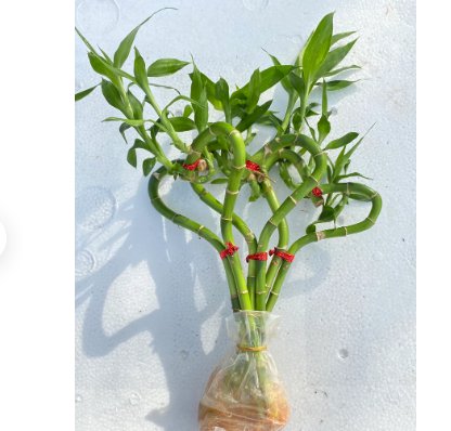 3 Stalks Well Rooted Seeds Plant Sweetheart-Shaped Lucky Plants For Garden
