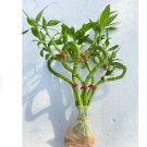 3 Stalks Well Rooted Seeds Plant Sweetheart-Shaped Lucky Plants For Garden