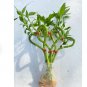 3 Stalks Well Rooted Seeds Plant Sweetheart-Shaped Lucky Plants For Garden