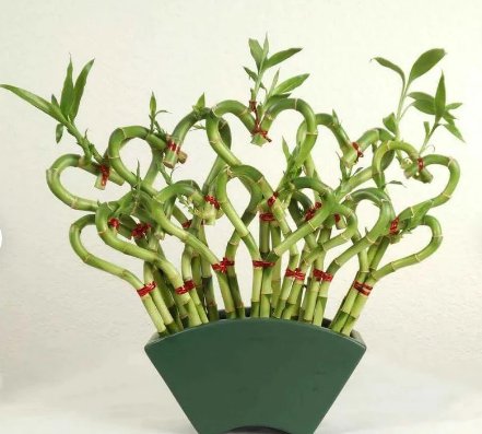 6 Stalks Well Rooted Seeds Plant Sweetheart-Shaped Lucky Plants For Garden