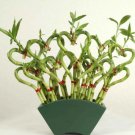 6 Stalks Well Rooted Seeds Plant Sweetheart-Shaped Lucky Plants For Garden