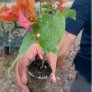 3 Rare & Exotic Miss ManilaBougainvillea Starter Plants
