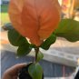 3 Rare & Exotic Miss ManilaBougainvillea Starter Plants