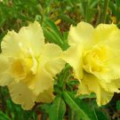 Flower Fresh Desert Rose Adenium Seeds
