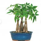 1 Plant Braided Money Tree in 4 inch pots Live Bonsai- Air Purifying Good Luck Plants